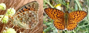 Attēlu rezultāti vaicājumam “Argynnis adippe”