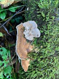 Attēlu rezultāti vaicājumam “Bjerkandera fumosa”