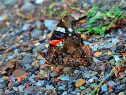 Attēlu rezultāti vaicājumam “Vanessa atalanta”