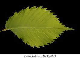 Attēlu rezultāti vaicājumam “Ulmus laevis leaf”