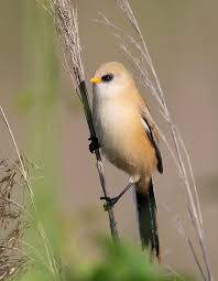 Attēlu rezultāti vaicājumam “Panurus biarmicus male”