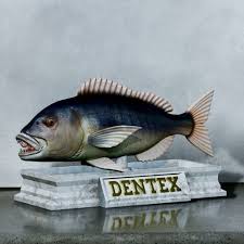 Image result for Dentex dentex