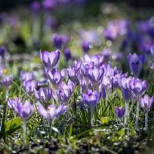 Attēlu rezultāti vaicājumam “Crocus tommasinianus”