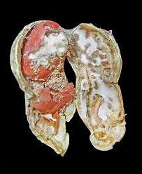 Attēlu rezultāti vaicājumam “Plodia interpunctella”