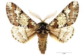 Attēlu rezultāti vaicājumam “Biston strataria”