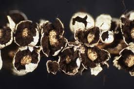 Attēlu rezultāti vaicājumam “Diderma testaceum”