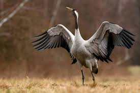 Attēlu rezultāti vaicājumam “Grus grus”