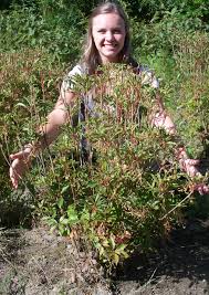 Attēlu rezultāti vaicājumam “Enkianthus campanulatus”