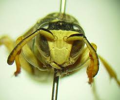 Attēlu rezultāti vaicājumam “Polistes nimpha”