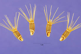 Image result for Cnicus benedictus