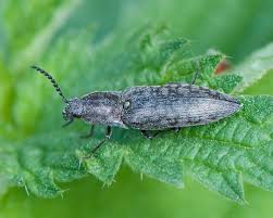 Attēlu rezultāti vaicājumam “Actenicerus sjaelandicus”