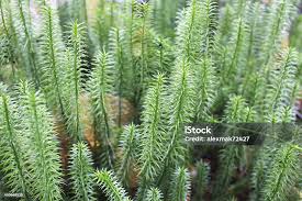 Attēlu rezultāti vaicājumam “Hypnum cupressiforme”