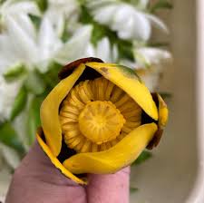 Attēlu rezultāti vaicājumam “Nuphar lutea fruit”