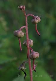 Attēlu rezultāti vaicājumam “Pyrolaceae”