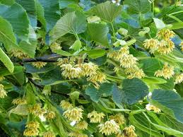 Attēlu rezultāti vaicājumam “Tilia x moltkei”