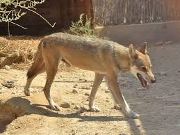 Image result for canis lupus arabs