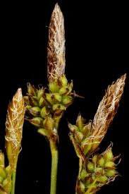 Attēlu rezultāti vaicājumam “Carex caryophyllea leaf”