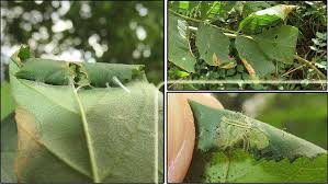 Attēlu rezultāti vaicājumam “Gracillaria syringella larva”