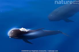 Image result for Globicephala melas