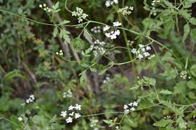 Attēlu rezultāti vaicājumam “Torilis japonica leaf”