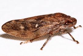 Attēlu rezultāti vaicājumam “Aphrophora nymph”