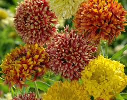 Image result for Gaillardia