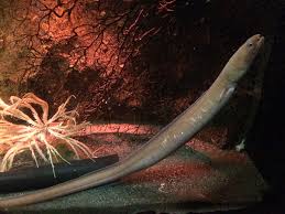 Attēlu rezultāti vaicājumam “Ophiotheca sp.”