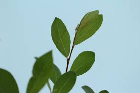 Attēlu rezultāti vaicājumam “Salix cinerea leaf”