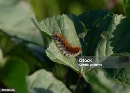 Attēlu rezultāti vaicājumam “Diacrisia sannio larva”