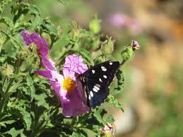 Attēlu rezultāti vaicājumam “Limenitis camilla upperside”