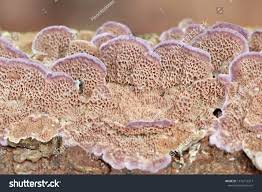 Attēlu rezultāti vaicājumam “Trichaptum abietinum”