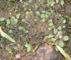 Attēlu rezultāti vaicājumam “Riccia sorocarpa macro”