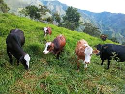 Image result for ganado bovino