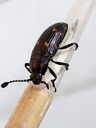 Attēlu rezultāti vaicājumam “Erotylidae”