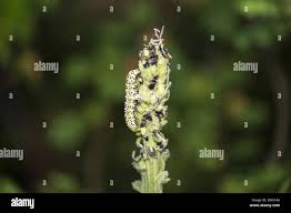 Attēlu rezultāti vaicājumam “Cucullia verbasci larva”