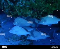 Image result for Haemulon album