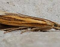Attēlu rezultāti vaicājumam “Agriphila tristella”