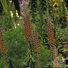 Image result for Digitalis ferruginea