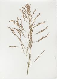 Attēlu rezultāti vaicājumam “Glyceria maxima fruit”