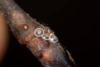 Attēlu rezultāti vaicājumam “Satyrium w-album”