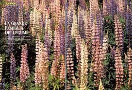 Attēlu rezultāti vaicājumam “Leguminosae”