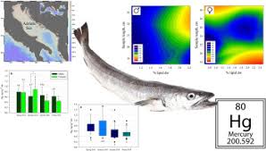 Image result for Merluccius merluccius