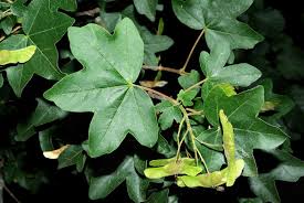 Attēlu rezultāti vaicājumam “Acer campestre”