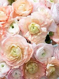 Attēlu rezultāti vaicājumam “Ranunculus elatior”