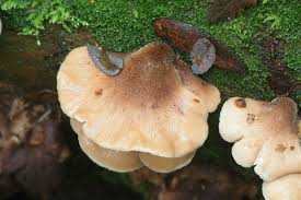 Attēlu rezultāti vaicājumam “Lentinellus ursinus”