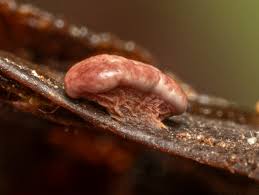 Attēlu rezultāti vaicājumam “Diderma hemisphaericum macro”