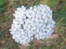 Attēlu rezultāti vaicājumam “Achillea millefolium flower”
