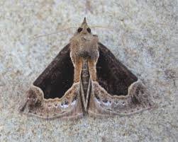 Attēlu rezultāti vaicājumam “Hypena crassalis”