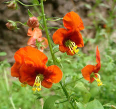 Image result for Alonsoa linearis