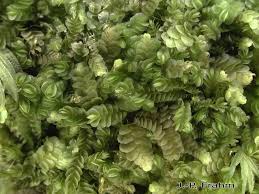 Attēlu rezultāti vaicājumam “Odontoschisma denudatum”